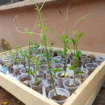 nursery