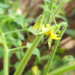 Eniola Farm 1